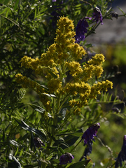 Solidago lepida lepida