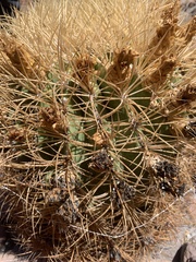 Ferocactus johnstonianus