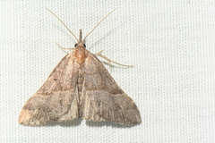 Hypena deceptalis