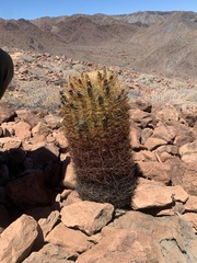 Ferocactus johnstonianus