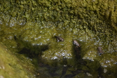 Rhinella limensis
