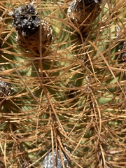 Ferocactus johnstonianus