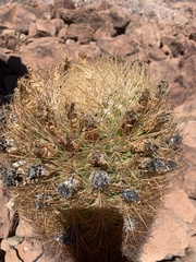 Ferocactus johnstonianus