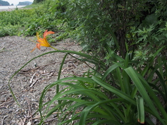 Hemerocallis fulva littorea