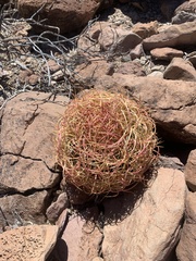 Ferocactus johnstonianus
