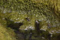 Rhinella limensis