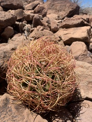 Ferocactus johnstonianus
