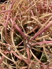 Ferocactus johnstonianus