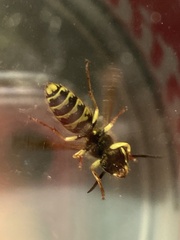 Vespula flavopilosa