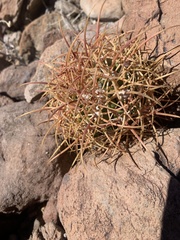 Ferocactus johnstonianus