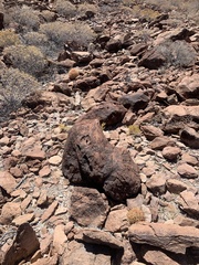 Ferocactus johnstonianus