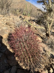 Ferocactus gracilis coloratus