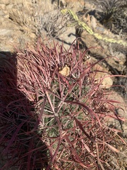 Ferocactus gracilis coloratus