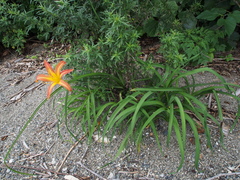Hemerocallis fulva littorea