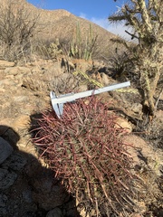 Ferocactus gracilis coloratus