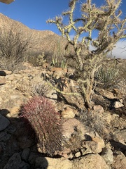Ferocactus gracilis coloratus