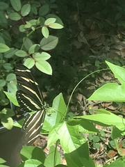 Heliconius charithonia