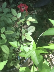 Heliconius charithonia