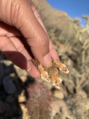 Ferocactus gracilis coloratus