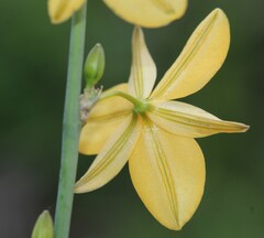Echeandia mexicana