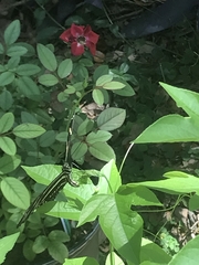 Heliconius charithonia
