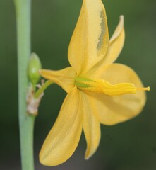 Echeandia mexicana
