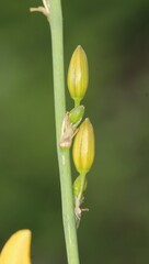 Echeandia mexicana