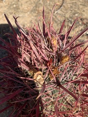 Ferocactus gracilis coloratus