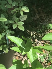 Heliconius charithonia