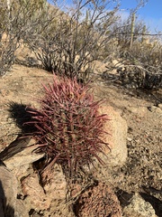 Ferocactus gracilis coloratus