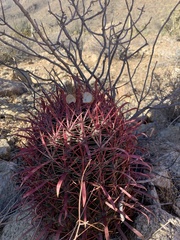 Ferocactus gracilis coloratus