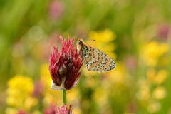 Melitaea minerva
