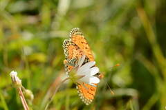 Melitaea minerva