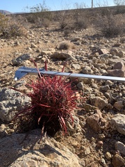 Ferocactus gracilis coloratus