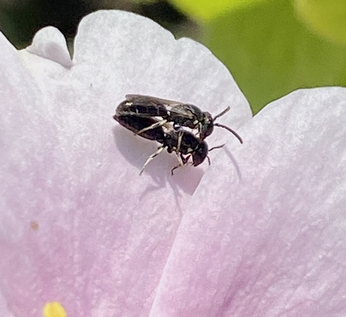 iNaturalist observation photo of Masked Bees