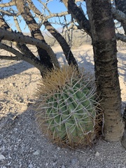 Ferocactus diguetii carmenensis