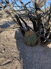 Ferocactus diguetii carmenensis