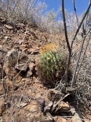 Ferocactus diguetii carmenensis