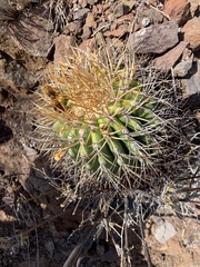 Ferocactus diguetii carmenensis