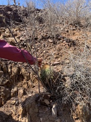 Ferocactus diguetii carmenensis