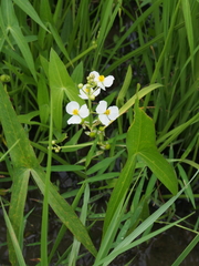 Sagittaria trifolia