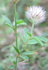 Trifolium arvense