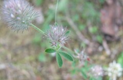 Trifolium arvense