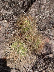 Ferocactus diguetii carmenensis