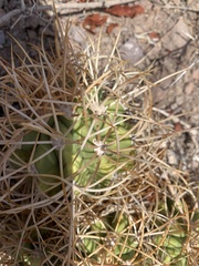 Ferocactus diguetii carmenensis