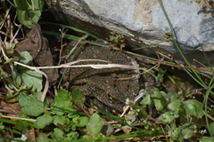 Rhinella limensis