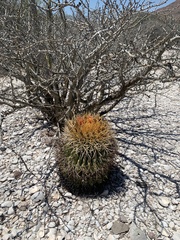 Ferocactus diguetii carmenensis
