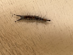 Orgyia pseudotsugata