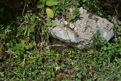 Rhinella limensis