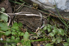 Rhinella limensis